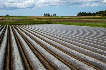 Fotobehang Blauwe hemel Farmland with plastic mulch rows in spring daytime, Towada City, Aomori, Japan  © 多田 智