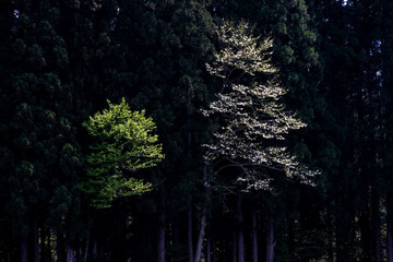 Trees illuminated by sunlight in a dark forest, Shichinohe Town, Aomori, Japan