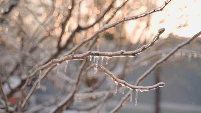 Ice covered branches in winter. Frosty winter morning, close-up on blurred background