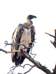 Wei&szlig;r&uuml;ckengeier, Gyps africanus