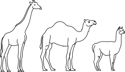 Black and white line art vector set featuring a tall giraffe dromedary camel and llama in minimalist outline profile for safari and desert branding © Ashrat