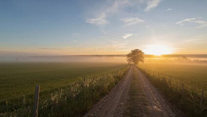 Fototapeta premium Sunrise dirt road through misty countryside with lone tree and golden light