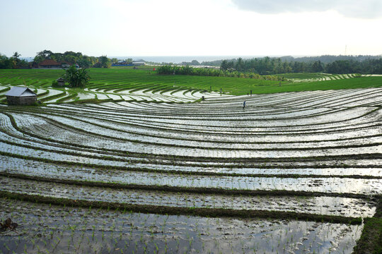 Beautiful rice terrace, 
Soka Village, Tabanan Regency, Bali Province, Indonesia