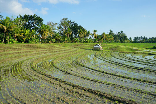 Beautiful rice terrace, 
Soka Village, Tabanan Regency, Bali Province, Indonesia