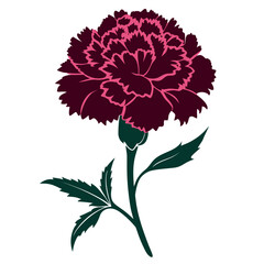 Dark Pink Carnation Floral Illustration &ndash; Decorative Botanical Flower Artwork