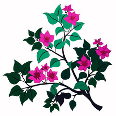 Pink Bougainvillea Flowering Plant Vector Illustration