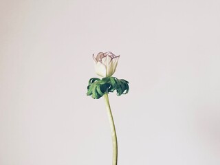 アネモネ,ミストラルエッジビアンコ,一輪の花