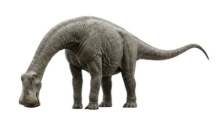 Obraz premium Nigersaurus sauropod dinosaur isolated. Wide-mouthed herbivore grazing.