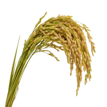 Rice plant with green leaves and golden grains on white isolated on a transparent background