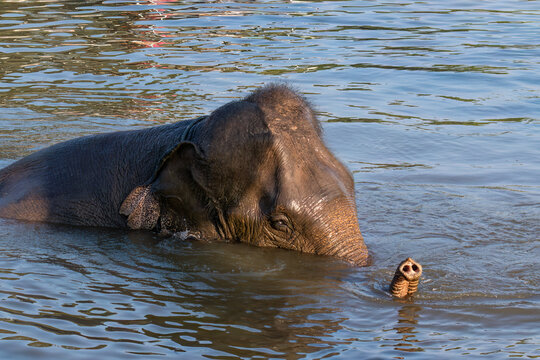 Indian elephant (Elephas maximus indicus) bathing in the river near Ayutthaya, Thailand. Trunk raised above the water. 
