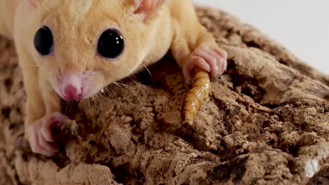 Sugar Glider Eating Mealworm on Textured Tree Bark in Studio