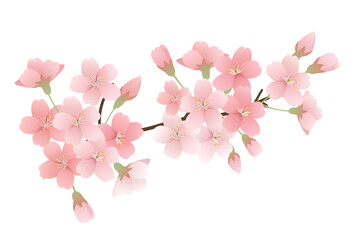 Obraz premium Spring Cherry Blossom and Bud Branch Illustration Material, Pink Sakura · Vector · White Background