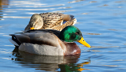 Male Mallard duck portrait on the river
