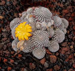 Cactus isolated on black background