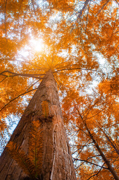 Autumn forest Nature landscape image, Autumn in Nami Island in Gapyeong seoul korea