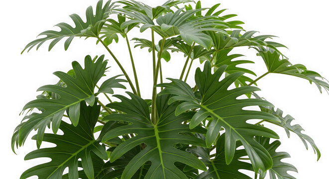3d tropical philodendron selloum plant isolated on transparent background