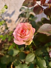 pink rose in garden