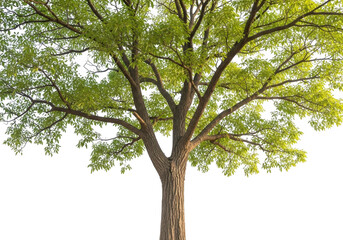 Obraz premium Tree with green leaves on branches isolated on transparent background