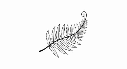 Obraz premium Delicate black and white line drawing of a fern frond unfurling