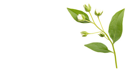 Obraz premium A delicate branch with budding white flowers and vibrant green leaves on a white isolated background.