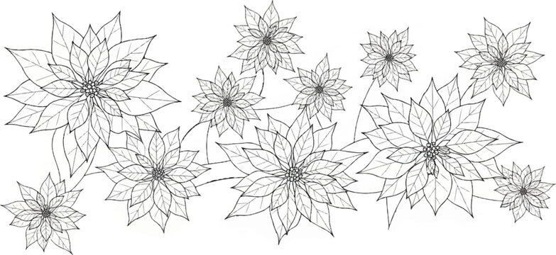 Delicate line drawing of poinsettia flowers on a white background