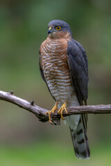 Eurasian Sparrow hawk (Accipiter nisus) on a branch in the forest of Overijssel in the Netherlands. Green background.               