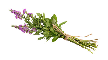 Fototapeta premium Fresh lavender bouquet with greenery on a white isolated background.