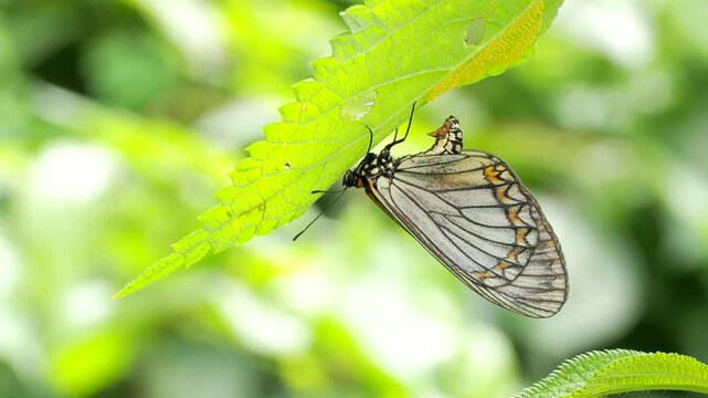 Yellow Coster Butterfly laying Eggs on nature background in Thailand and Southeast-Asia.