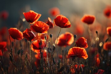 Obraz premium Bright red poppies grow in a vast field as the sun sets, casting warm light. The flowers sway gently in the breeze, showing their beauty and fullness in the soft evening glow