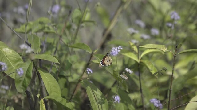 Butterflies flying around flower trees. Butterfly garden in Gujrat.