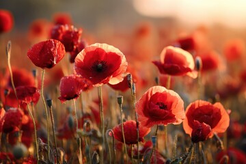 Naklejka premium Bright red poppies grow in a vast field as the sun sets, casting warm light. The flowers sway gently in the breeze, showing their beauty and fullness in the soft evening glow