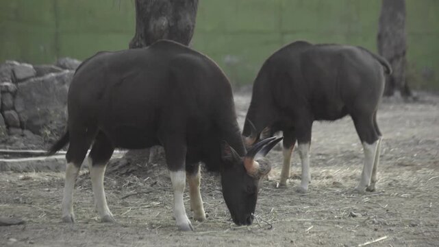 Two Indian bison or Gaur standing inside zoo, Kevadia, Gujarat.
