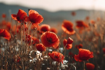 Obraz premium Bright red poppies grow in a vast field as the sun sets, casting warm light. The flowers sway gently in the breeze, showing their beauty and fullness in the soft evening glow