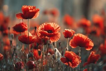 Fototapeta premium Bright red poppies grow in a vast field as the sun sets, casting warm light. The flowers sway gently in the breeze, showing their beauty and fullness in the soft evening glow