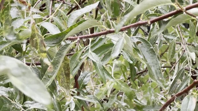 wild olive leaves . Silverberry (Elaeagnus angustifolia) leaves and branches covered with raindrops; natural background with wet, glossy green and silvery textures in a rainy garden .