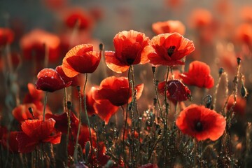 Fototapeta premium Bright red poppies grow in a vast field as the sun sets, casting warm light. The flowers sway gently in the breeze, showing their beauty and fullness in the soft evening glow