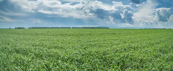 Panoramic view of green field and picturesque blue sky with white clouds. Agriculture background, seeded field. © Valerii