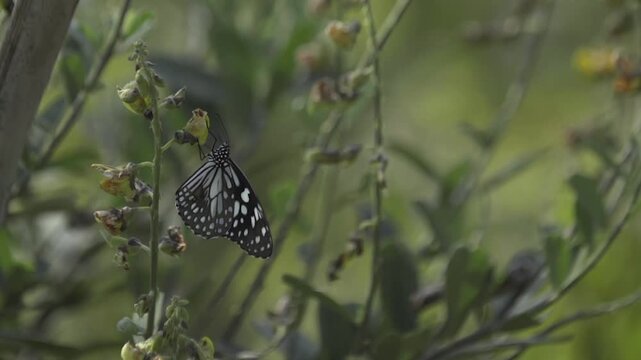 Butterflies flying around flower trees. Butterfly garden in Gujrat.