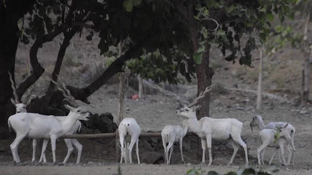 White deer's in the zoo, kevadia, Gujrat.