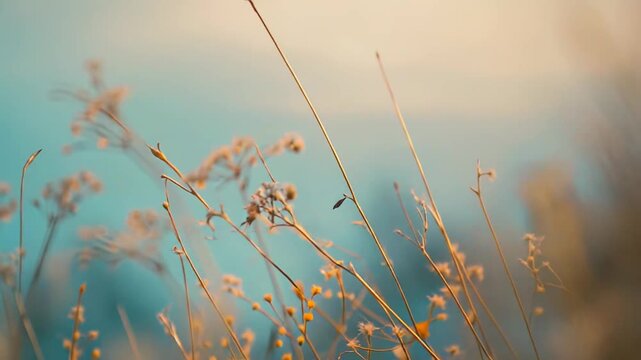 Delicate dried umbellifer flowers with tiny white blossoms growing in a field, catching the warm light of sunrise or sunset against a soft blue and orange gradient background