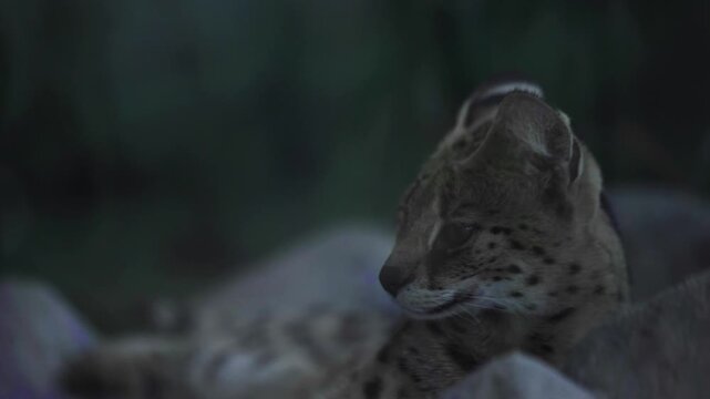 Closeup of Medium sized wild cat "serval".