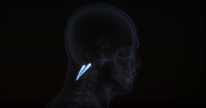Rectus Capitis Posterior Major Muscle in human body. X Ray. Loop