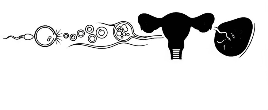 Diagram of fertilization, cell division, and implantation in the female reproductive system