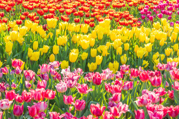 Tulip sea in spring