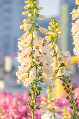 Clusters of foxglove flowers blooming in spring © mei