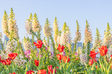 Clusters of foxglove flowers blooming in spring © mei