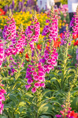Clusters of foxglove flowers blooming in spring © mei