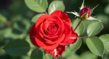 Naklejka premium A vibrant red rose in full bloom surrounded by lush greenery