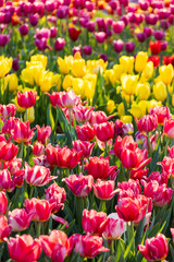 Tulip sea in spring