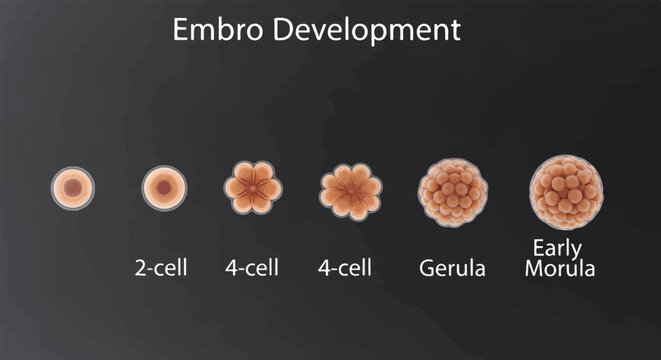 Illustrates embryonic development stages from single cells to morula